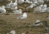 Caspian Gull at Barling Rubbish Tip (Steve Arlow) (80188 bytes)